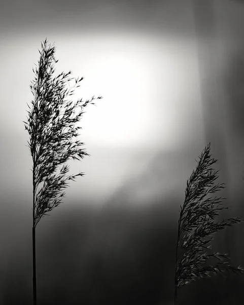 黑色和白色的芦苇 浪漫的日落自然界中的梦想和平静的心情 自然照片 — 图库照片