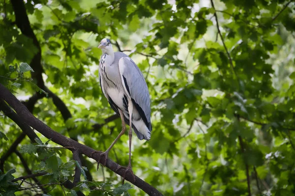 Garça Cinzenta Numa Árvore Pássaro Está Galho Esconde Para Presa — Fotografia de Stock