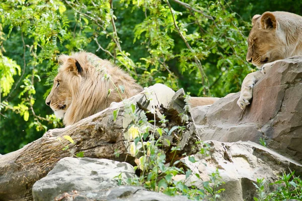 Leeuwenpaar Liggend Een Rots Ontspannen Roofdieren Die Verte Kijken Dierenfoto — Stockfoto