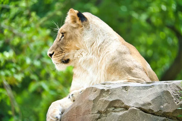 Löwin Auf Einem Felsen Liegend Entspanntes Raubtier Das Die Ferne — Stockfoto