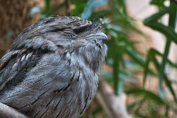 Small Kautz Tree Trunk Eyes Closed Sleeping Animal Photo Owl — Stock Photo, Image