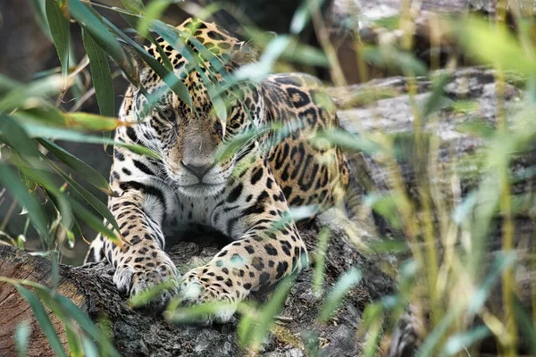 Jaguar lying behind grass. spotted fur, camouflaged lurking. The big cat is a predator. Look to the viewer. Animal photo of a hunter