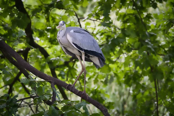 Garça Cinzenta Numa Árvore Pássaro Está Galho Esconde Para Presa — Fotografia de Stock