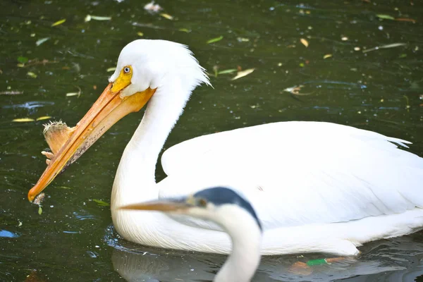 Pelikan Schwimmt Wasser Weißes Gefieder Großer Schnabel Bei Einem Großen — Stockfoto
