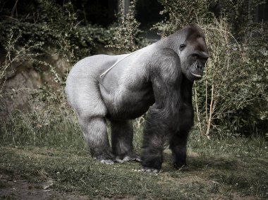 Goril, Silver geri döndü. Otçul büyük maymun etkileyici ve güçlüdür. Nesli tükenmekte olan türler. Doğada hayvan fotoğrafı.
