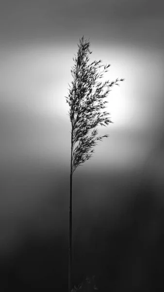 黑色和白色的芦苇 浪漫的日落自然界中的梦想和平静的心情 自然照片 — 图库照片