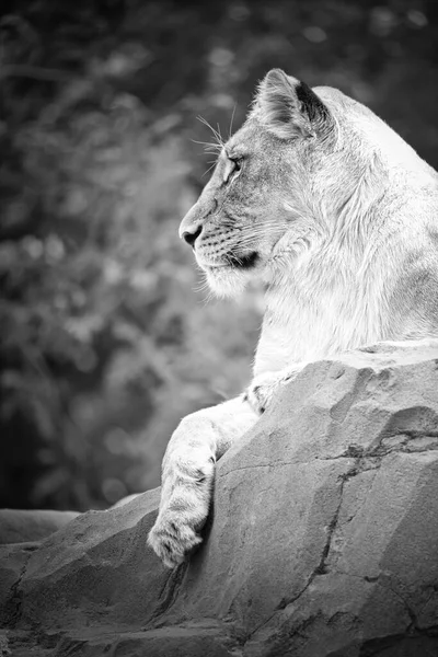 身披白衣 躺在岩石上的女狮像 放轻松捕食者大猫的动物照片 — 图库照片