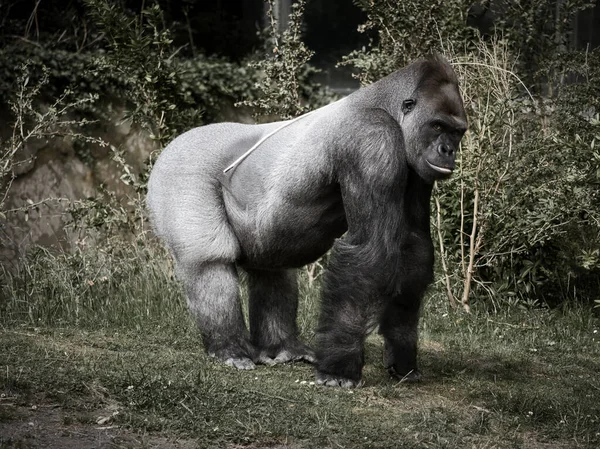 Goril, Silver geri döndü. Otçul büyük maymun etkileyici ve güçlüdür. Nesli tükenmekte olan türler. Doğada hayvan fotoğrafı.