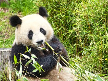 Büyük panda bambu yiyor. Nesli tükenmekte olan türler. Oyuncak ayıya benzeyen siyah beyaz memeli. Nadir bir ayının derin fotoğrafı.