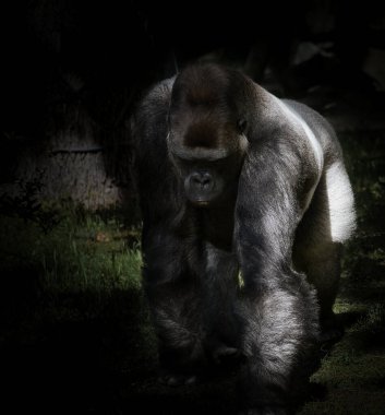 Goril, Silver geri döndü. Otçul büyük maymun etkileyici ve güçlüdür. Nesli tükenmekte olan türler. Doğada hayvan fotoğrafı.