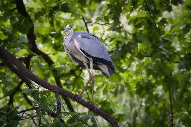 Ağaçtaki gri balıkçıl. Kuş bir dalda duruyor ve avını arıyor. Doğadan hayvan fotoğrafı.