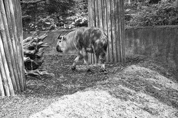 gold yak in black white, (bos mutus) with beautiful coat and horns. Species of cattle from the Himalayas. Mammal animal photo