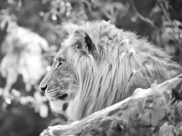 Lion in black and white with beautiful mane lying on a rock. Relaxed predator. Animal photo of the big cat.
