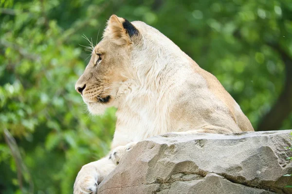 Lionne Couchée Sur Rocher Prédateur Détendu Regardant Loin Photo Animalière — Photo