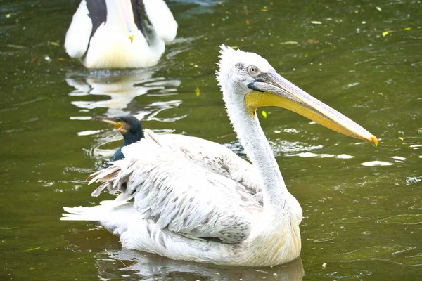 Pelicano Nadando Água Plumagem Branca Bico Grande Num Grande Pássaro — Fotografia de Stock
