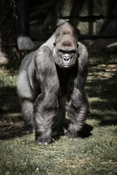大猩猩 银回来了 草食性的大猿给人留下了深刻而强烈的印象 濒危物种 自然界中的动物照片 — 图库照片
