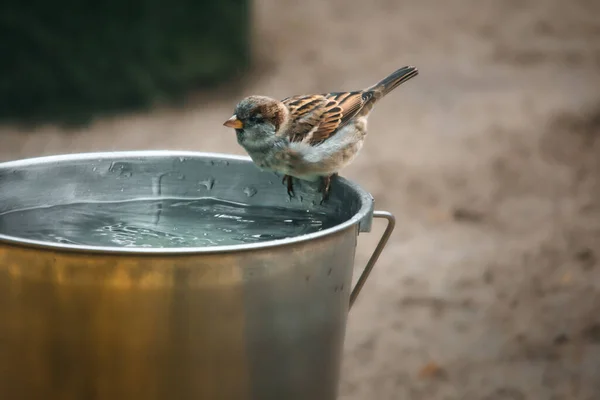Sparrow bathing at a water bucket. endangered species. cute little bird. animal photo in the wild