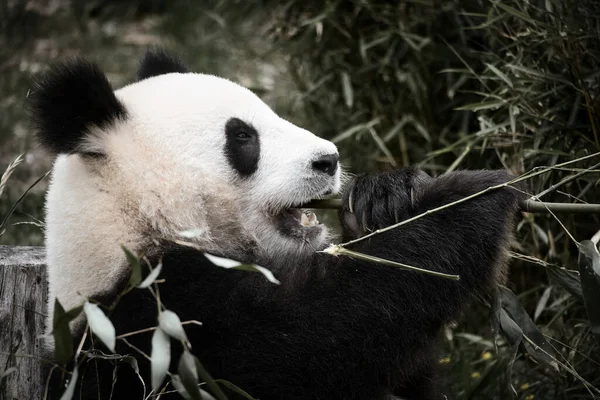 大きなパンダは竹を食べて座っている 絶滅危惧種だ テディベアのような黒と白の哺乳類 珍しい熊の深い写真 — ストック写真
