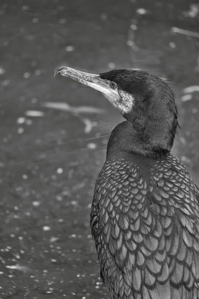 Kormoranvogel Schwarz Weiß Großaufnahme Detailliertes Gefieder Raubtier Das Fische Frisst — Stockfoto