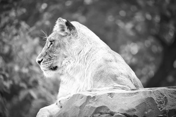 Lioness in white with lying on a rock. Relaxed predator. Animal photo of the big cat.