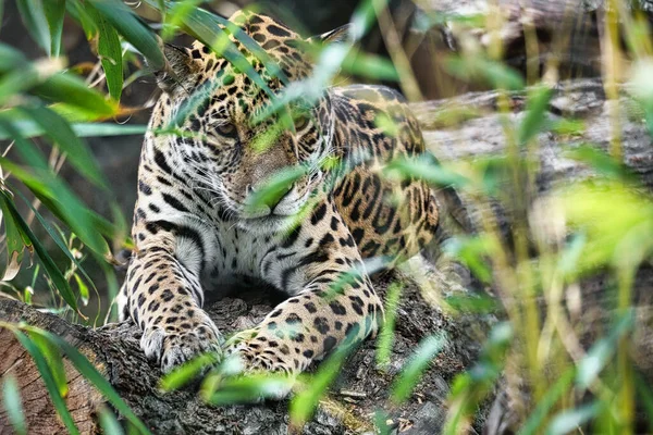 Jaguar lying behind grass. spotted fur, camouflaged lurking. The big cat is a predator. Look to the viewer. Animal photo of a hunter