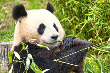 Büyük panda bambu yiyor. Nesli tükenmekte olan türler. Oyuncak ayıya benzeyen siyah beyaz memeli. Nadir bir ayının derin fotoğrafı.