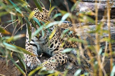 Jaguar çimlerin arkasında yatıyor. Benekli kürk, kamufle olmuş pusuda bekliyor. Büyük kedi bir yırtıcıdır. İzleyiciye bak. Bir avcının hayvan fotoğrafı.