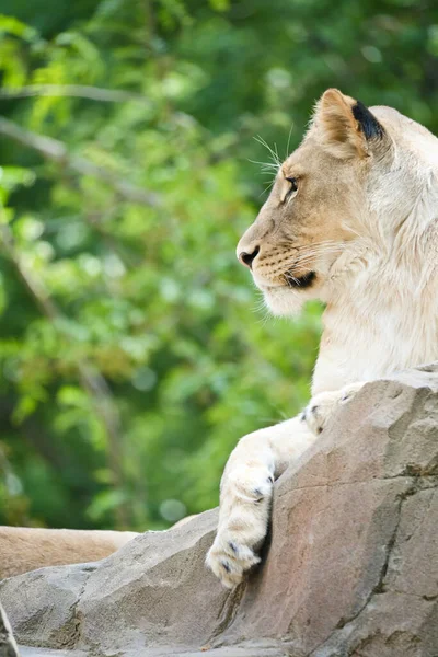 女狮子座躺在岩石上 放宽心的掠食者看着远方大猫的动物照片 — 图库照片