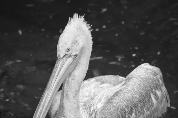 Pelikan Schwarz Weiß Wasser Schwimmend Weißgraues Gefieder Großer Schnabel Bei — Stockfoto