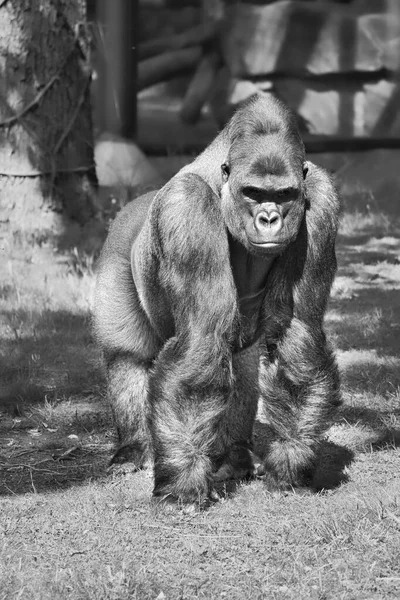 Gorilla Silber Zurück Der Pflanzenfressende Menschenaffe Ist Beeindruckend Und Stark — Stockfoto