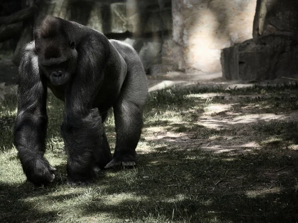 Γορίλα Πίσω Σίλβερ Φυτοφάγος Μεγάλος Πίθηκος Είναι Εντυπωσιακός Και Δυνατός — Φωτογραφία Αρχείου