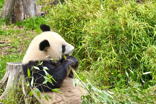 Gros Panda Assis Mangeant Bambou Espèces Menacées Mammifère Noir Blanc — Photo