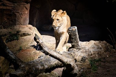 Genç dişi aslan taşların üzerinde yürüyor ve izleyiciye bakıyor. Bir yırtıcının hayvan fotoğrafı. Afrika memelisi. Hayvanların kralı.
