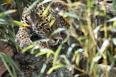 Jaguar çimlerin arkasında yatıyor. Benekli kürk, kamufle olmuş pusuda bekliyor. Büyük kedi bir yırtıcıdır. İzleyiciye bak. Bir avcının hayvan fotoğrafı.