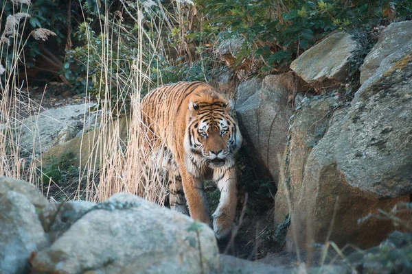 Сибирский Тигр Элегантный Большой Кот Вымирающий Хищник Белый Черный Оранжевый — стоковое фото