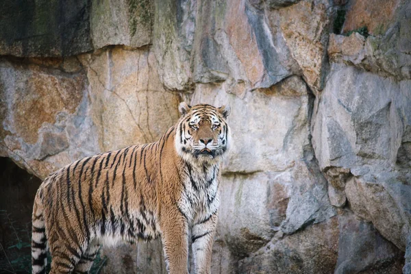 Tigre Sibérie Elégant Grand Chat Prédateur Menacé Fourrure Rayée Blanche — Photo