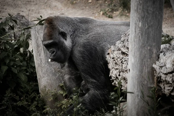 Gorille Argent Retour Grand Singe Herbivore Est Impressionnant Fort Espèces — Photo