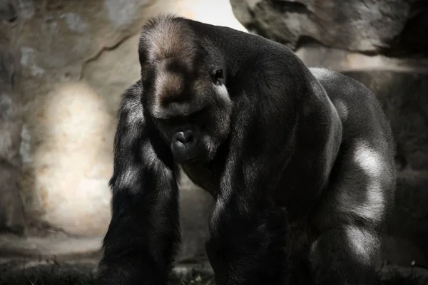 Gorilla Silver Vissza Növényevő Nagy Majom Lenyűgöző Erős Veszélyeztetett Faj — Stock Fotó