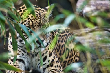 Jaguar çimlerin arkasında yatıyor. Benekli kürk, kamufle olmuş pusuda bekliyor. Büyük kedi bir yırtıcıdır. İzleyiciye bak. Bir avcının hayvan fotoğrafı.