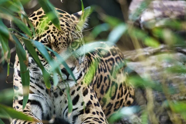 Jaguar çimlerin arkasında yatıyor. Benekli kürk, kamufle olmuş pusuda bekliyor. Büyük kedi bir yırtıcıdır. İzleyiciye bak. Bir avcının hayvan fotoğrafı.