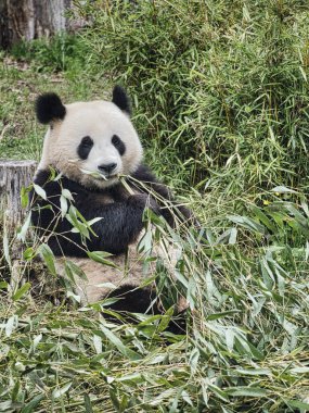 Büyük panda bambu yiyor. Nesli tükenmekte olan türler. Oyuncak ayıya benzeyen siyah beyaz memeli. Nadir bir ayının derin fotoğrafı.