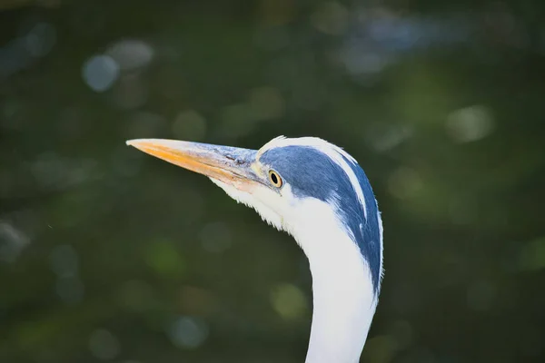 Portredeki Gri Balıkçıl Kuşun Ayrıntılı Bir Resmi Doğadan Gelen Bir — Stok fotoğraf
