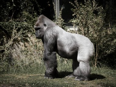 Goril, Silver geri döndü. Otçul büyük maymun etkileyici ve güçlüdür. Nesli tükenmekte olan türler. Doğada hayvan fotoğrafı.