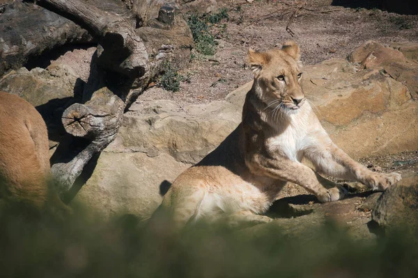 Junge Löwin Auf Einem Stein Liegend Mit Blick Auf Den — Stockfoto