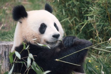 Büyük panda bambu yiyor. Nesli tükenmekte olan türler. Oyuncak ayıya benzeyen siyah beyaz memeli. Nadir bir ayının derin fotoğrafı.