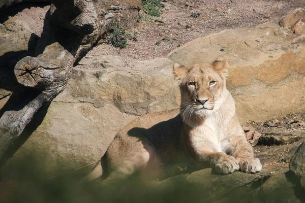 年轻的母狮躺在石头上观看 捕食者的动物照片 非洲哺乳动物 动物之王 — 图库照片