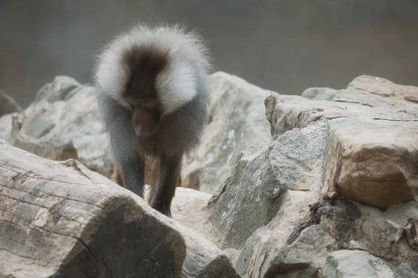 Pavian Auf Fels Entspannte Affen Die Familienverband Leben Große Affen — Stockfoto