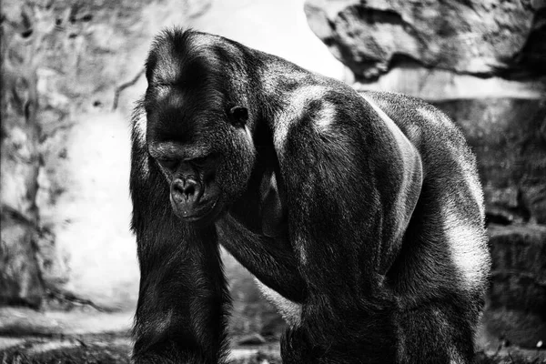 ゴリラ シルバーバック 草食性の大きな猿は印象的で強いです 絶滅危惧種だ 自然の中での動物写真 — ストック写真