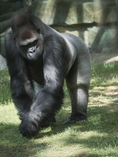 Gorille Argent Retour Grand Singe Herbivore Est Impressionnant Fort Espèces — Photo