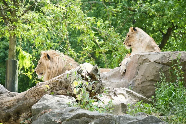 狮子夫妇躺在岩石上 放宽些的掠食者看着远方大猫的动物照片 — 图库照片